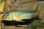 Buccochromis spectabilis femelle